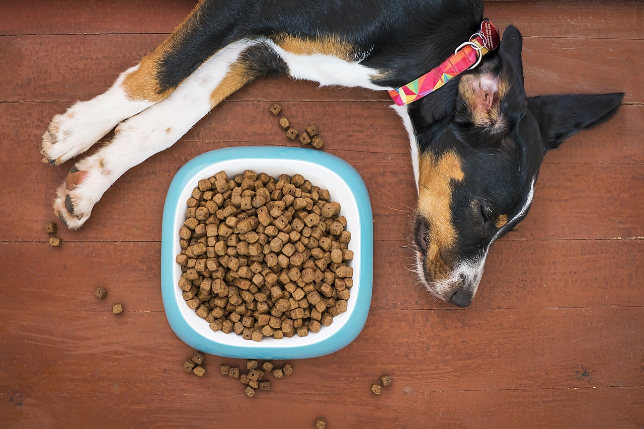 A Grain-free Diet could Kill my Dog!? - Dispelling the Myths behind the Claims